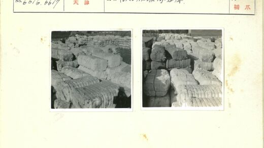 阳光下的棉花包排列.jpg