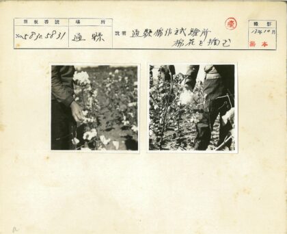 阳光下的棉花收割者.jpg