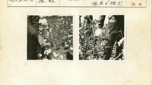 阳光下的棉花收割者.jpg