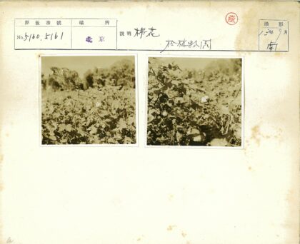阳光下的棉花花与绿叶.jpg