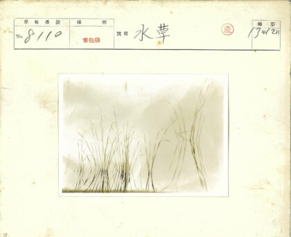 阳光摇曳高草自然风光.jpg