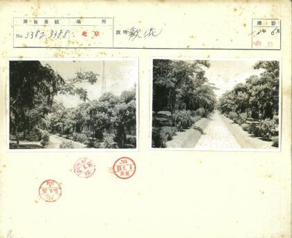 阳光鹅卵石小路林荫延伸.jpg