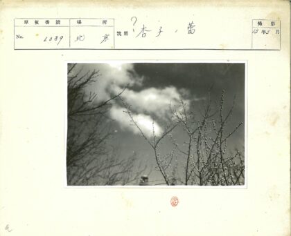 阴天树枝水滴黑白摄影.jpg