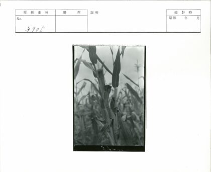 阴天玉米穗特写近景.jpg