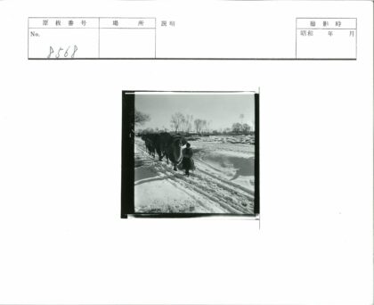 雪地驼队穿越林间建筑.jpg
