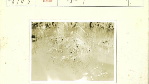 静水花草倒影.jpg
