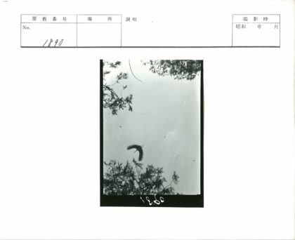 飞鸟掠过晴空树枝.jpg