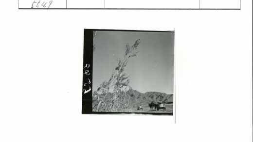 马车行驶在植物丛生的山前平原.jpg