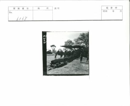 骆驼帐篷木槽人群汽车背景.jpg