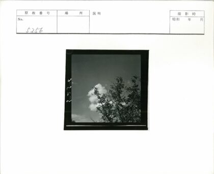 高大树木与蓬松云朵黑白照.jpg