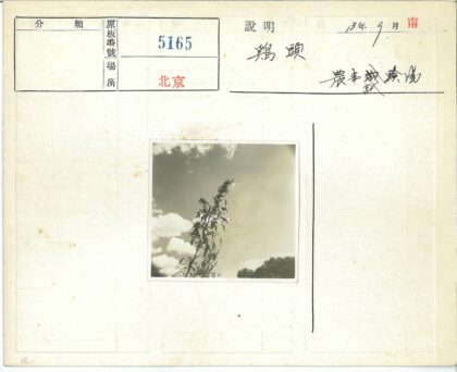 高大植物与树云空背景.jpg