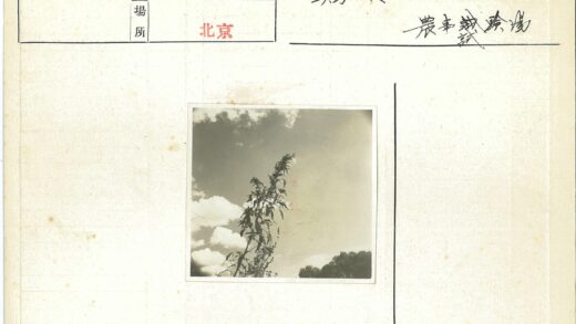 高大植物与树云空背景.jpg