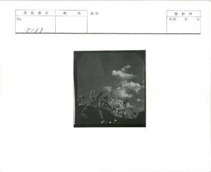 高大植物与白云天空.jpg