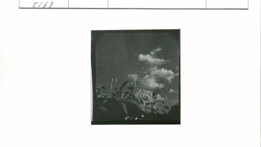 高大植物与白云天空.jpg