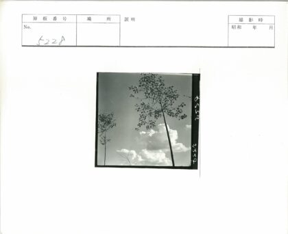 高树云天老照片.jpg