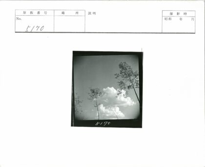 高瘦树影与蓬松云空.jpg
