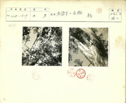 高耸树木纹理树叶特写.jpg