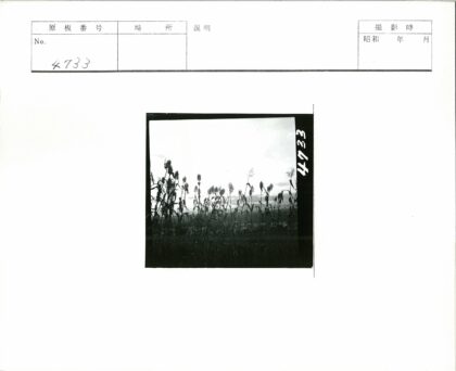 高耸植物与群山剪影.jpg