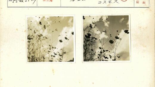高茎花朵映多云天空.jpg