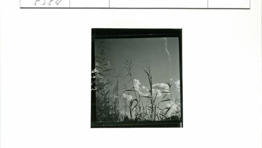 高草与流云风景照.jpg