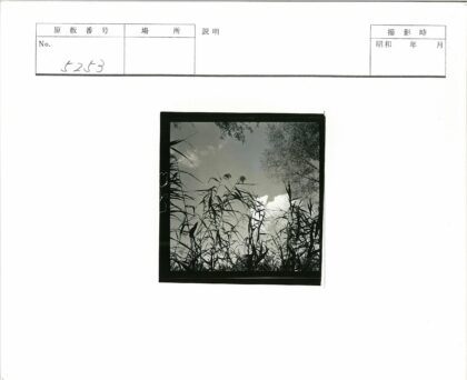 高草云空树枝剪影.jpg