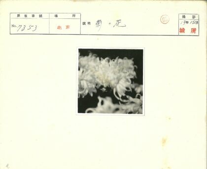 黑白对比菊花特写.jpg