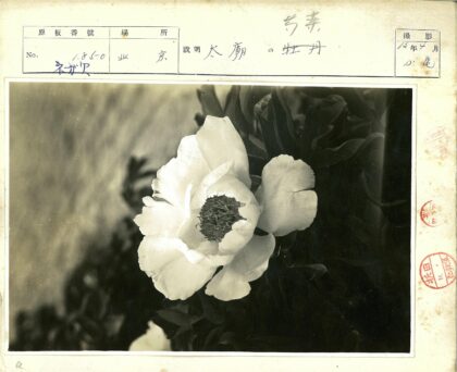 黑白牡丹特写与深叶.jpg