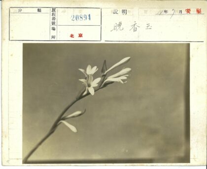 20894亚洲文字历史档案.jpg