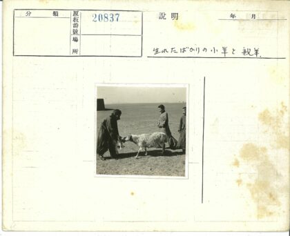 三人与羊的荒原时光.jpg