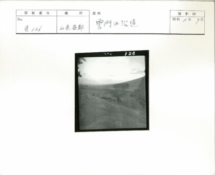 丘陵树林旁吃草的牛群.jpg