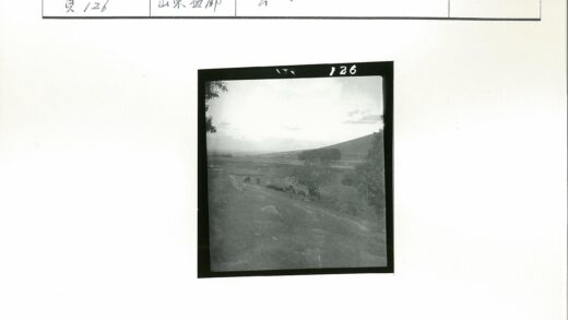 丘陵树林旁吃草的牛群.jpg