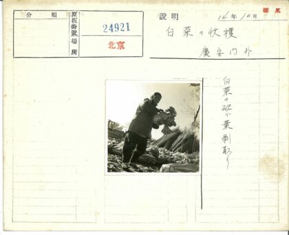 丰收喜悦中的绿色蔬菜.jpg