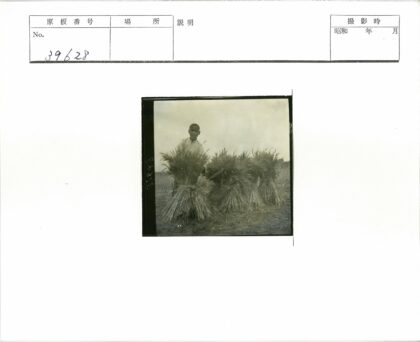 丰收麦田后的农人.jpg