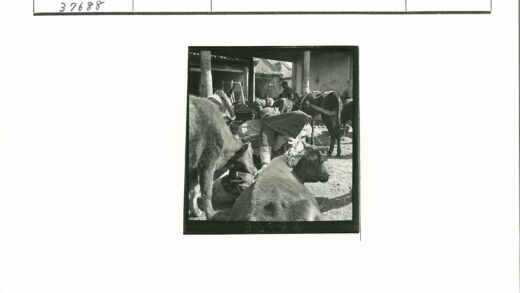 主人与牛马在马厩休息.jpg
