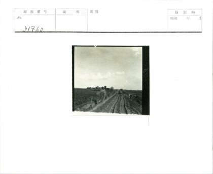 乡村公路车行人与农田远树.jpg