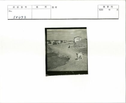乡村土路上的两只狗.jpg