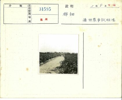 乡村土路农田风光.jpg