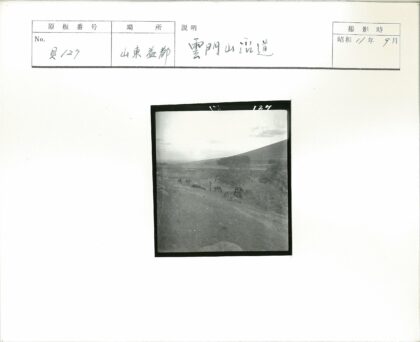 乡村小路人与牛群散步.jpg