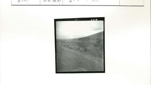 乡村小路人与牛群散步.jpg