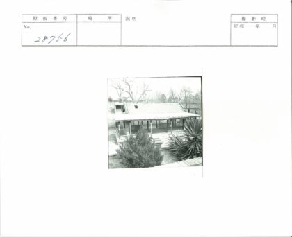 乡村屋顶破损房屋与枯树.jpg