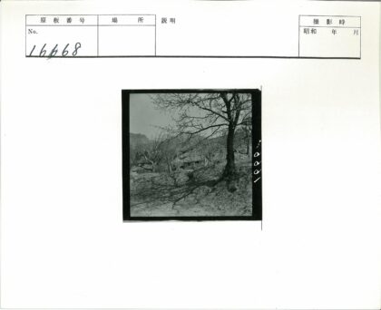 乡村枯树与远山房屋景.jpg