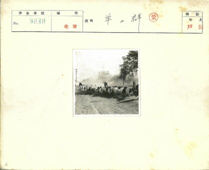 乡村牛群行走尘土路.jpg