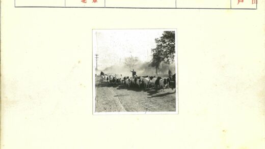乡村牛群行走尘土路.jpg