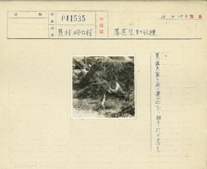 乡村秋叶整理工作.jpg