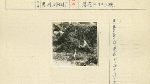 乡村秋叶整理工作.jpg