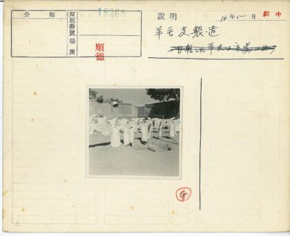 乡村羊毛晾晒生活场景.jpg