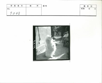 人与白毛狗互动瞬间.jpg