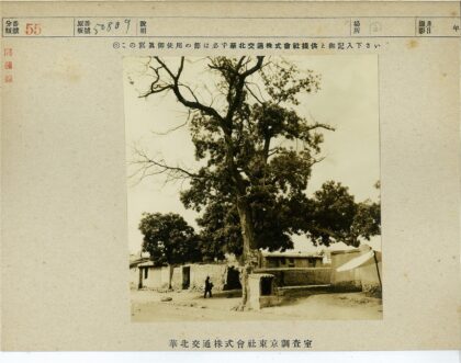 人物漫步大树下自然场景.jpg