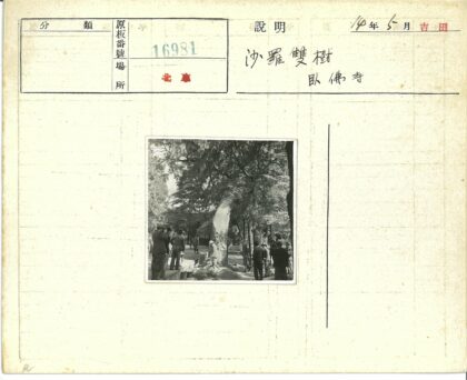 众人围观大树疤痕的户外场景.jpg