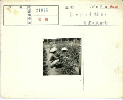 传统农夫照料整齐菜园劳作场景.jpg